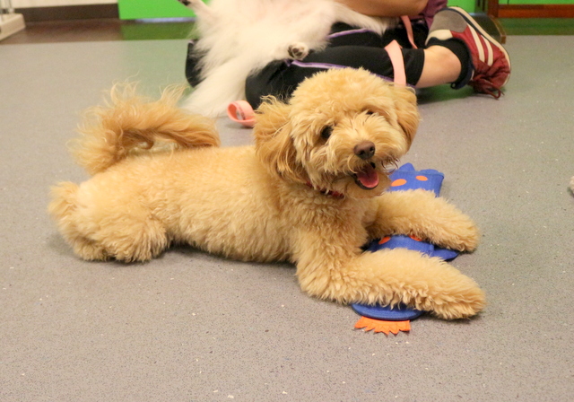 Resultado de imagen para 犬 Goldendoodles 花